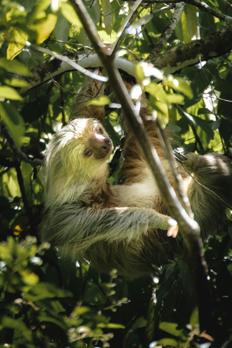 Three-Toed Sloth