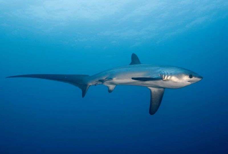 Thresher Shark