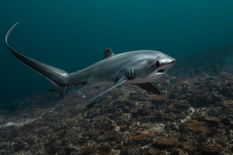 Thresher Shark