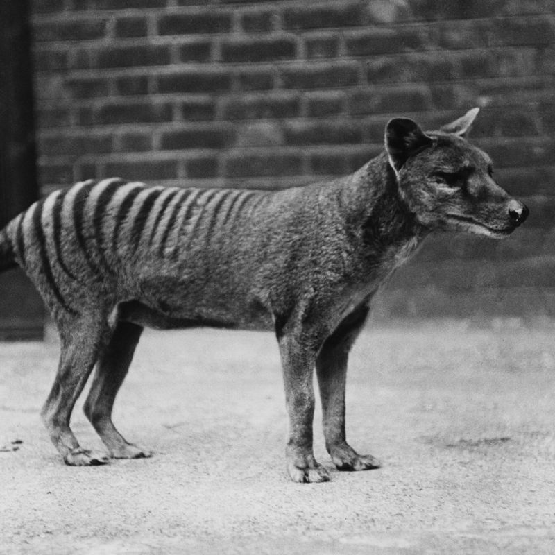 Thylacine