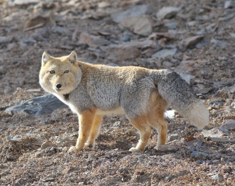 Tibetan Fox