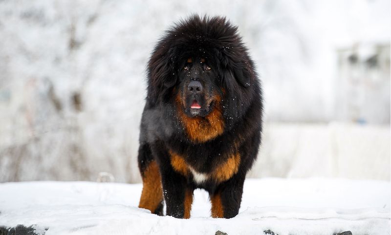 Tibetan Mastiff