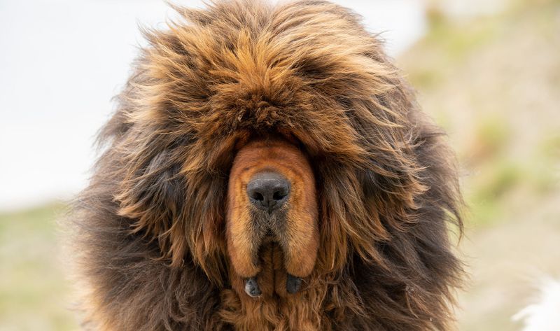 Tibetan Mastiff