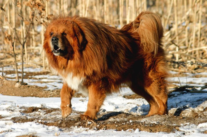 Tibetan Mastiff