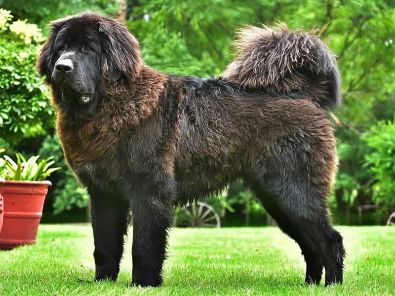 Tibetan Mastiff