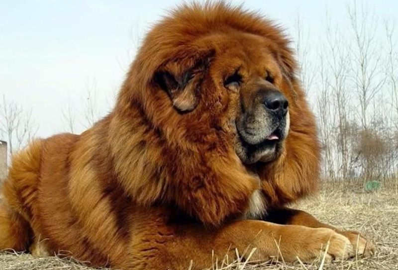 Tibetan Mastiff