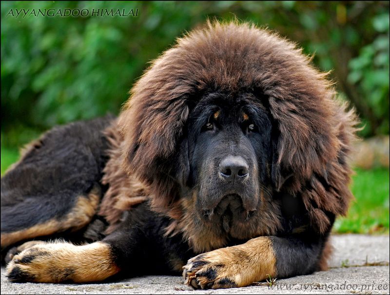 Tibetan Mastiff