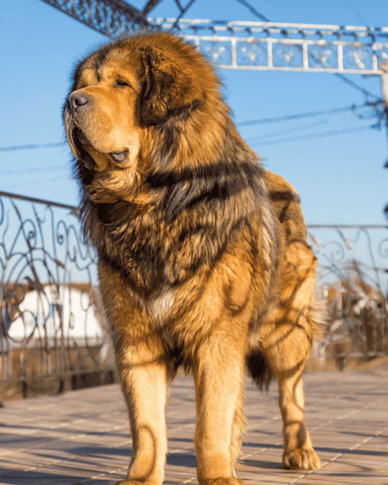 Tibetan Mastiff