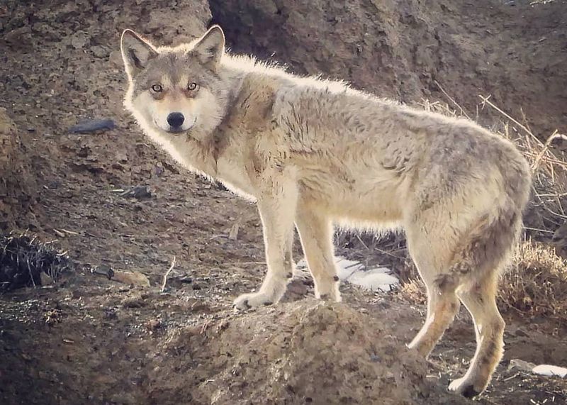 Tibetan Wolf