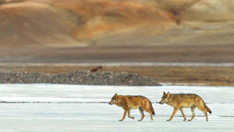 Tibetan Wolf