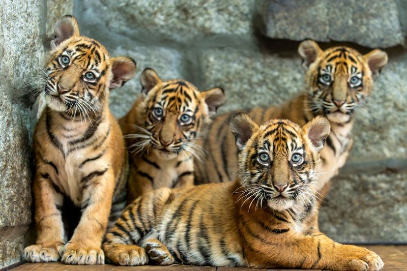 Tiger Cubs