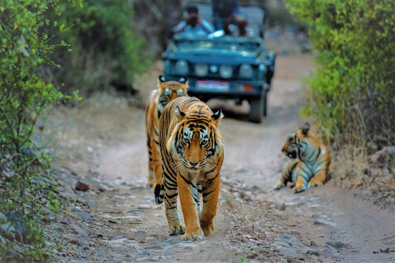 Tiger Safari in India