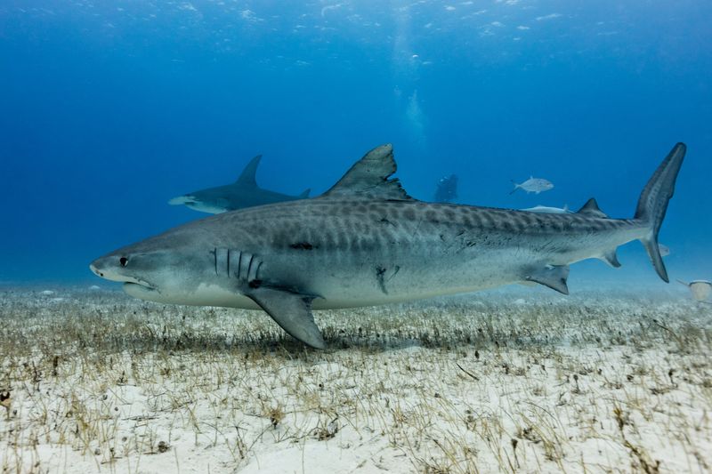 Tiger Shark