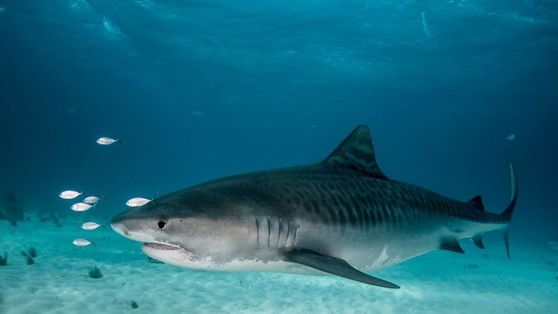 Tiger Shark