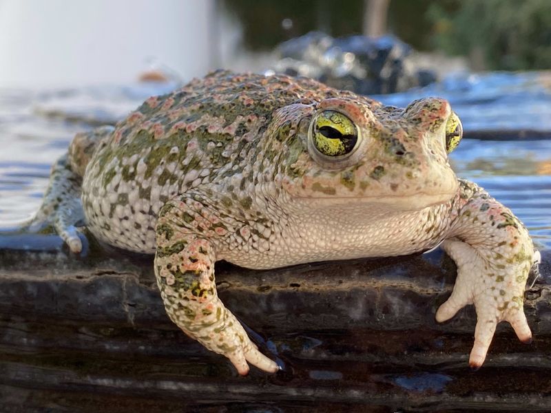 Tilly the Toad