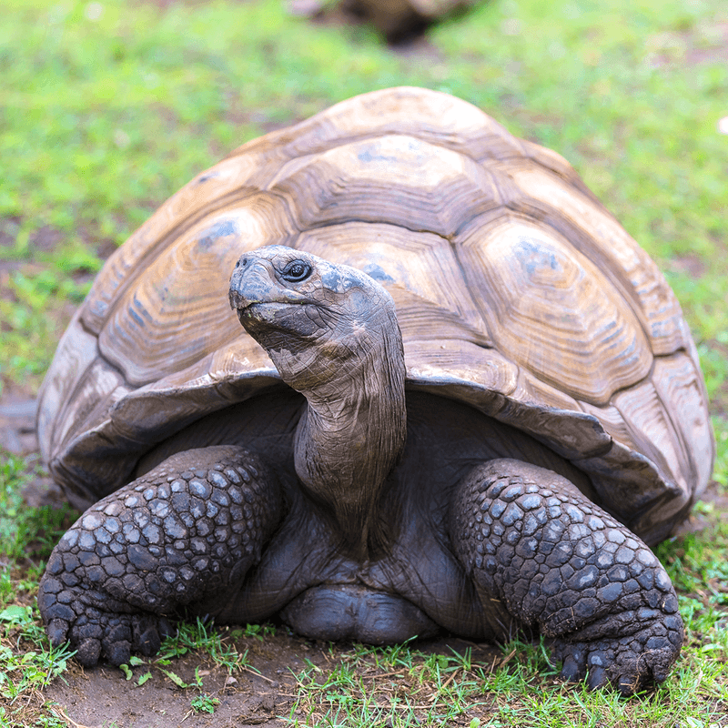 Tilly the Tortoise