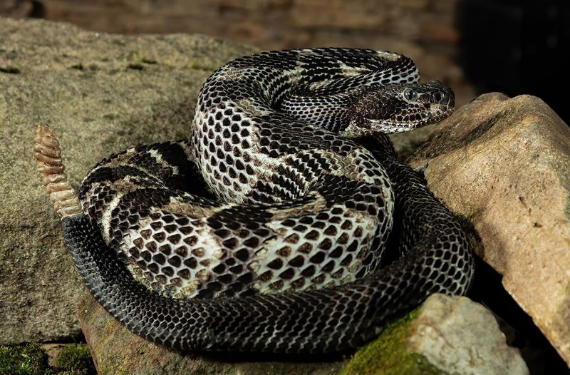 Timber Rattlesnake