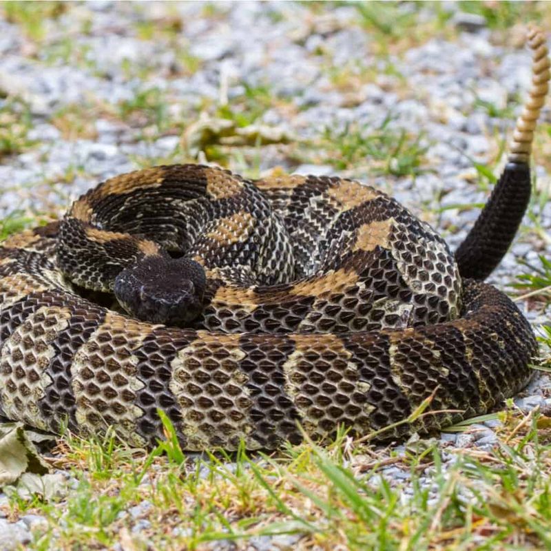 Timber Rattlesnake