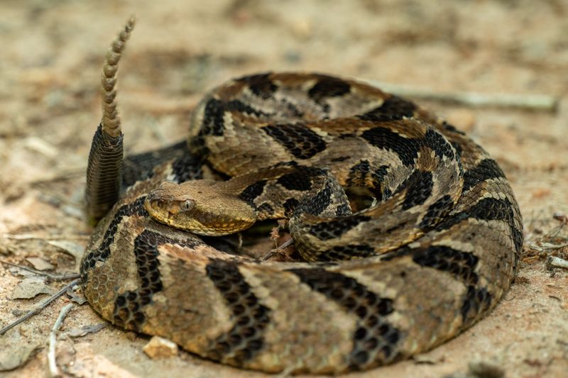 Timber Rattlesnake