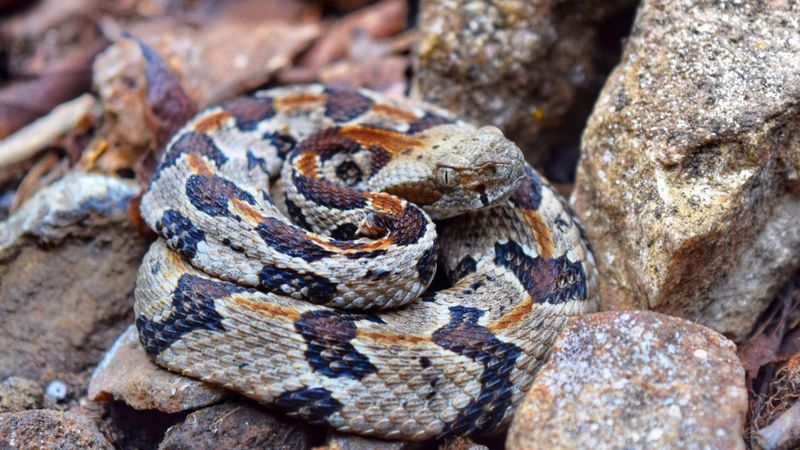 Timber Rattlesnake