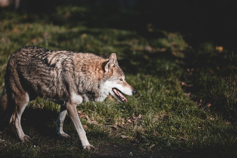 Timber Wolf