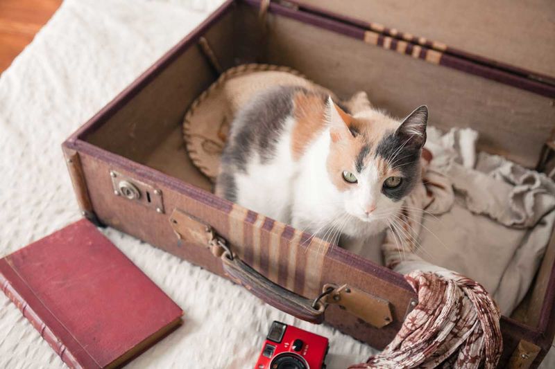 Tip 12: Traveling with Cats