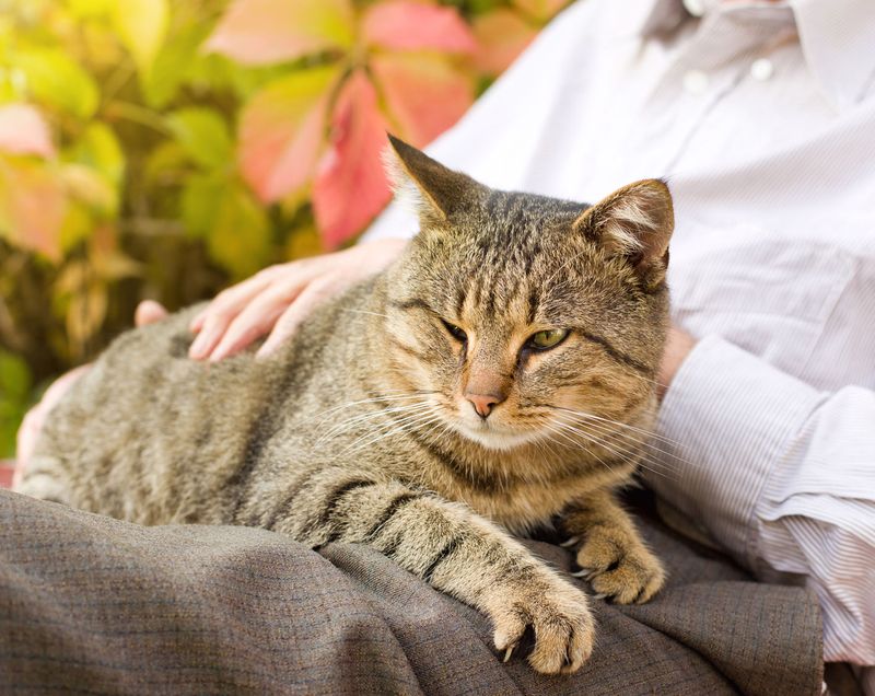 Tip 23: Understanding Aging Cats