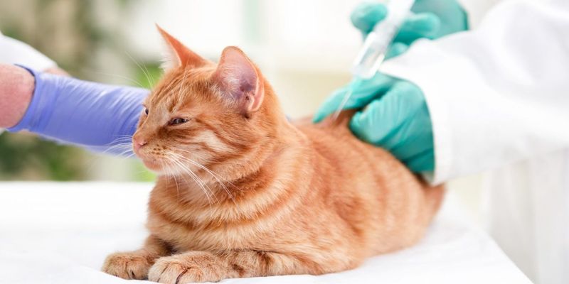 Tip 4: Regular Vet Visits