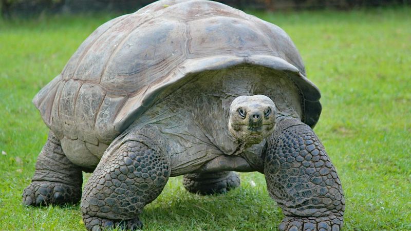 Titan the Aldabra Giant Tortoise