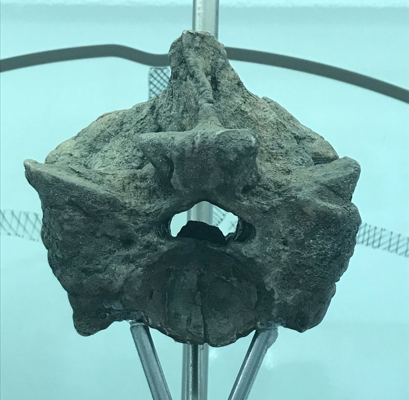 Titanoboa Vertebra