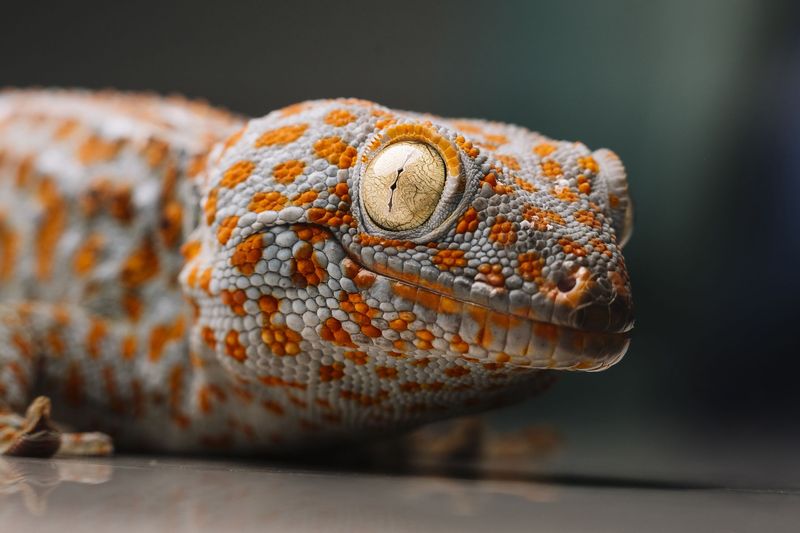 Tokay Gecko