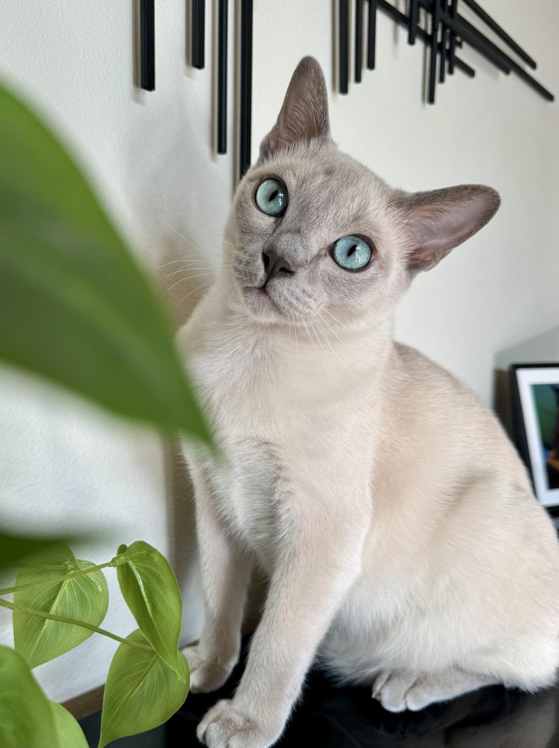 Tonkinese