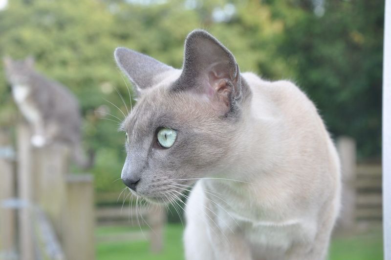 Tonkinese