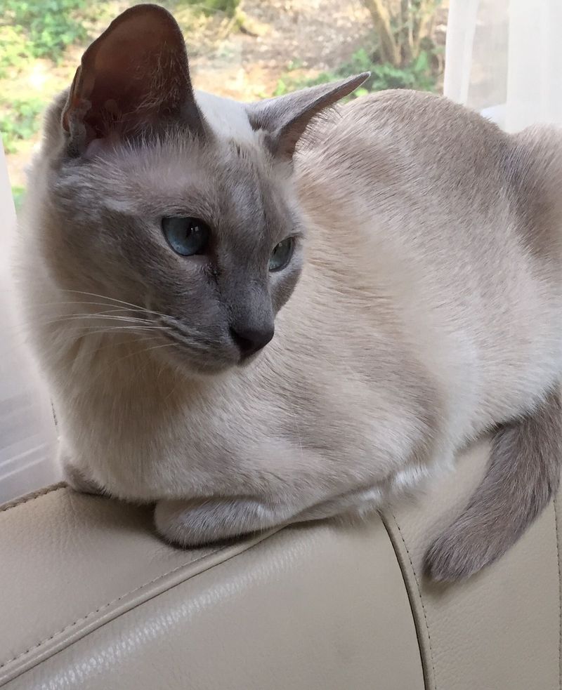 Tonkinese