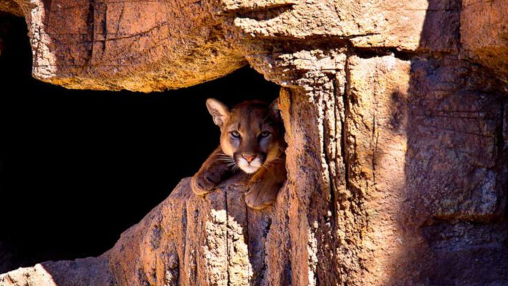 Top 10 U.S. States With the Largest Mountain Lion Populations