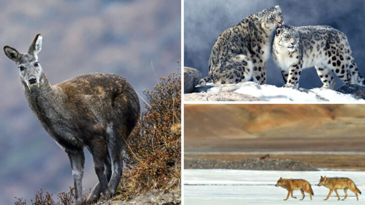 Top 20 Animals and Wildlife in the Himalayas