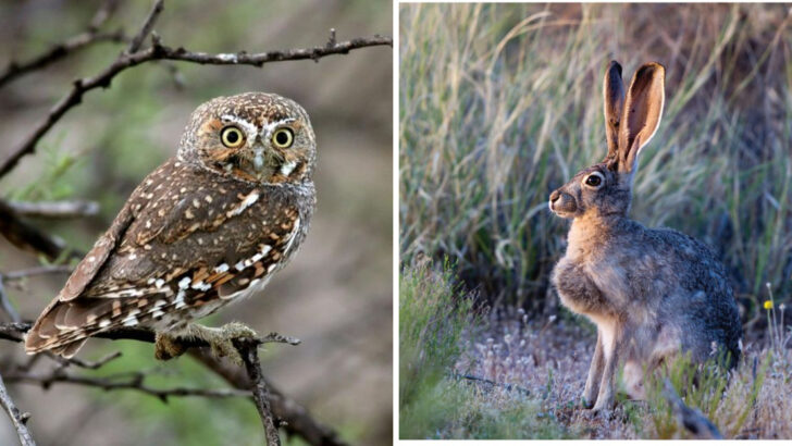 Top 24 Animals and Wildlife in New Mexico