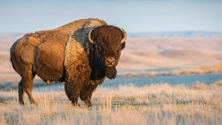 Top U.S. States With America’s Largest Bison Herds