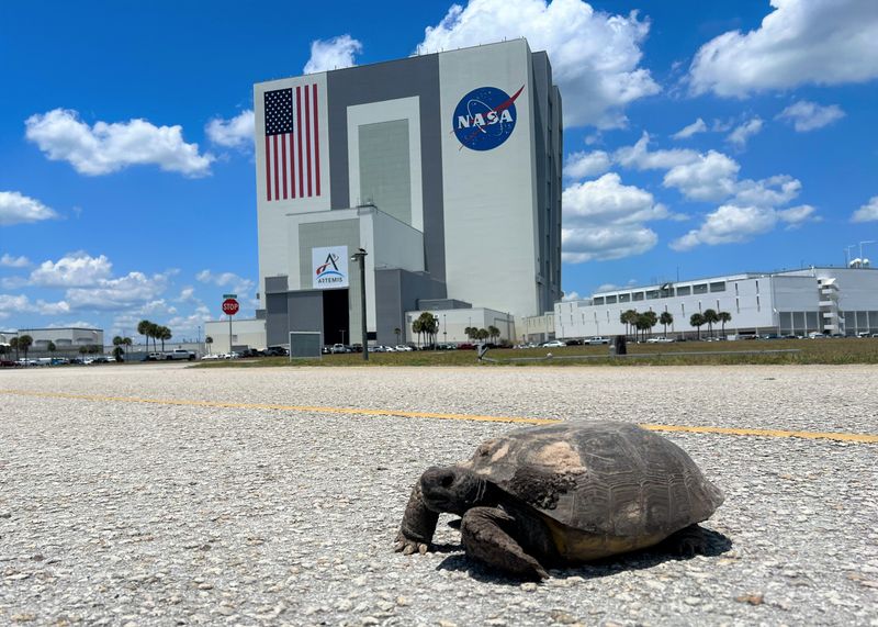 Tortoises in Space