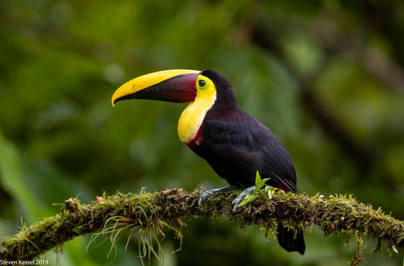 Toucan