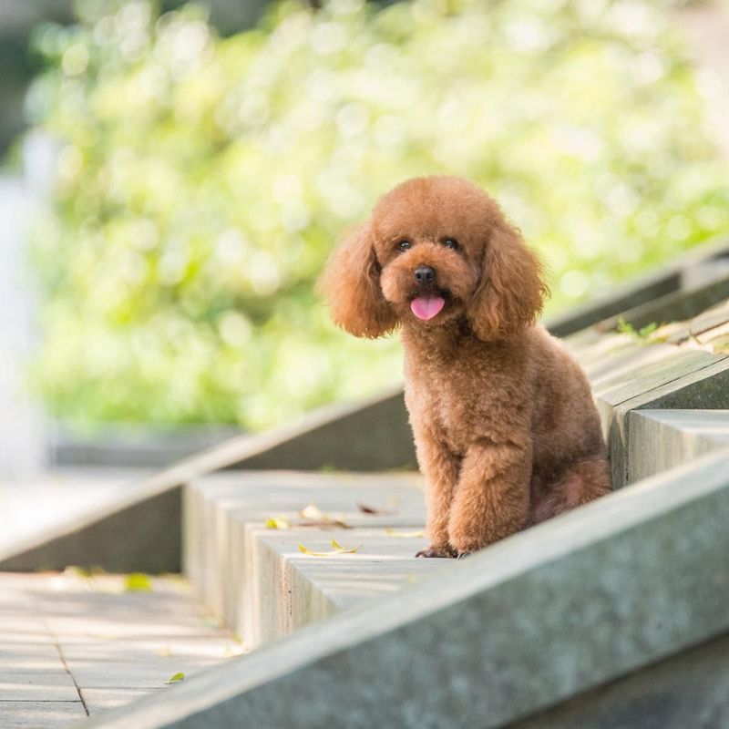 Toy Poodle