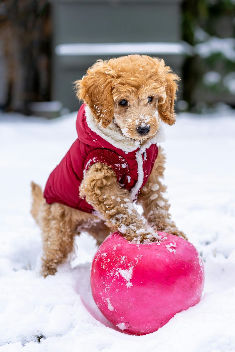 Toy Poodle