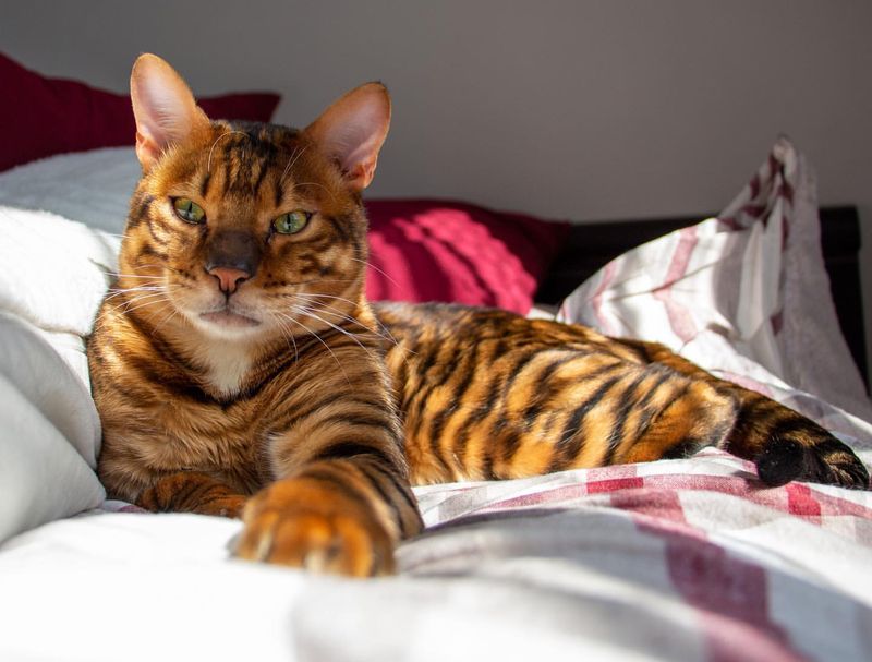 Toyger