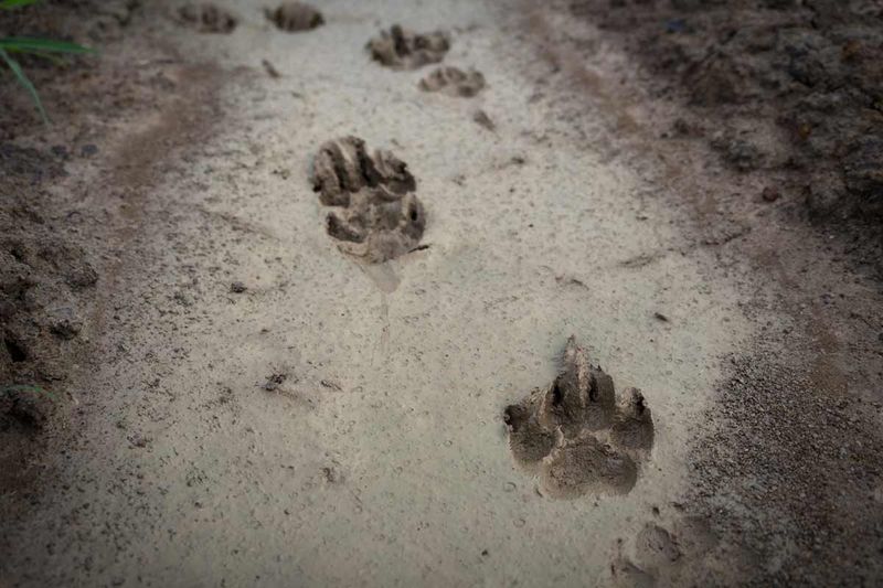 Tracks in the Ground