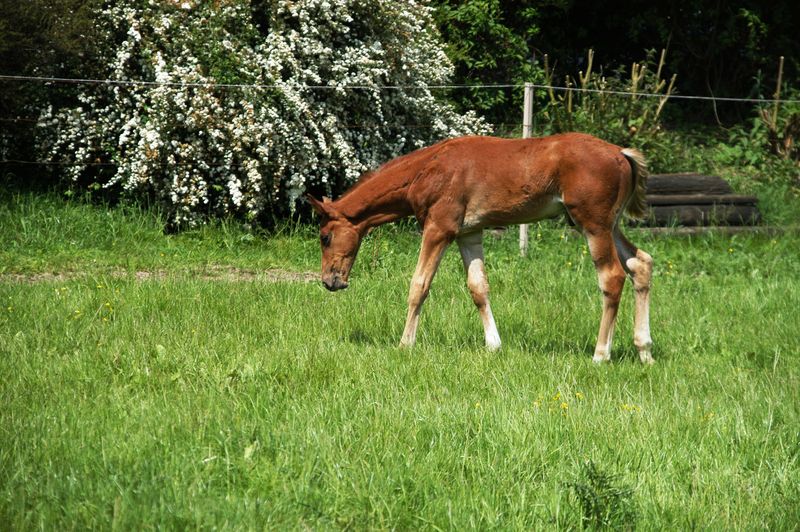 Trakehner