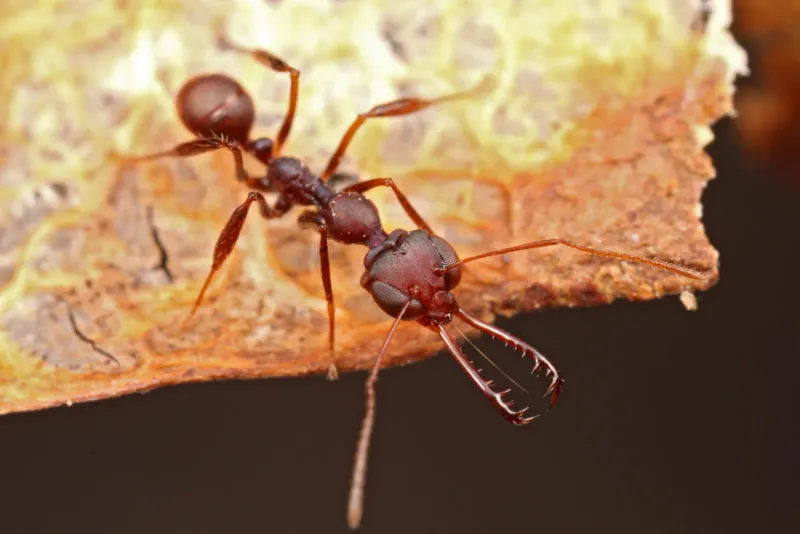 Trap-jaw Ant