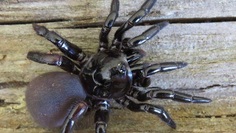 Trapdoor Spider