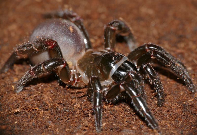 Trapdoor Spider