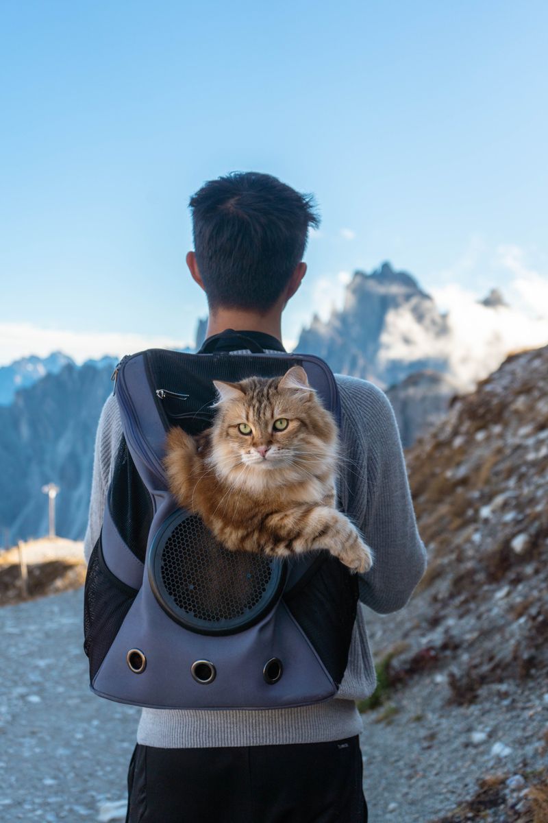 Traveling with Your Cat