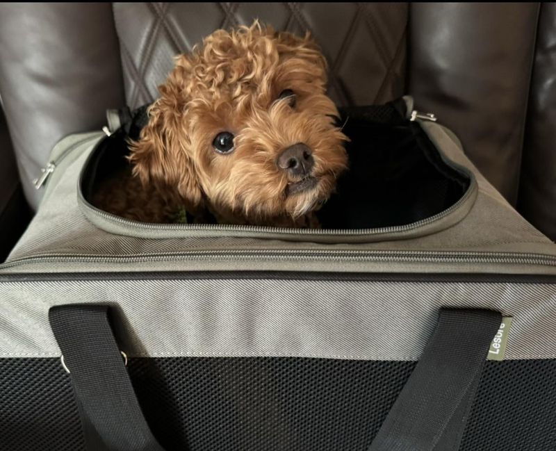 Traveling with Your Maltipoo